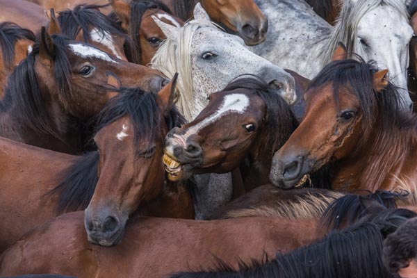 No curro de Sabucedo chegan a xuntarse entre 300 e 400 cabalos./ Foto: Sindo Novoa.
