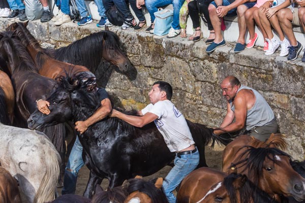 Os aloitadores loitando cun dos cabalos neste antergo ritual. /Foto: Sindo Novoa.