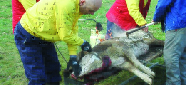 Pelando o porco durante a matanza tradicional en Manzaneda. /Foto: Mónica G. Bellver.