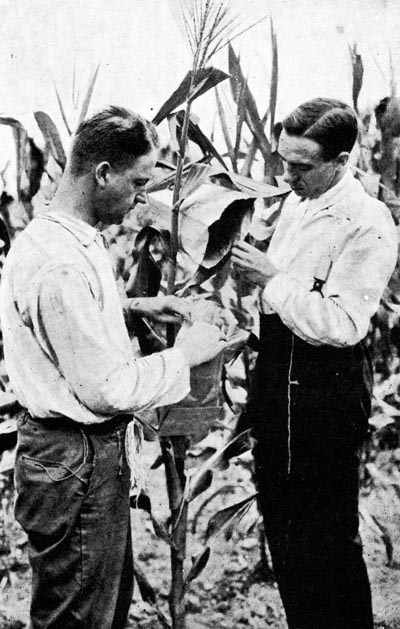 Jones e Gallástegui, mestre e alumno nos EEUU 1917, realizando unha polinización artificial en millo (Misión Gallástegui).