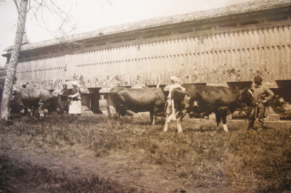 Concurso de control leiteiro realizado na Misión Biolóxica, Pontevedra 1927. 